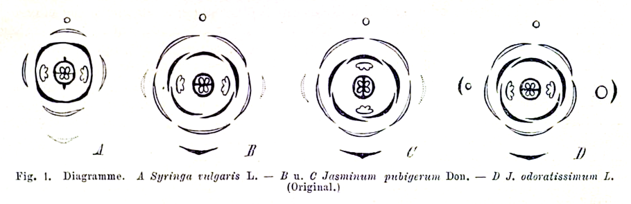Презентация по биологии