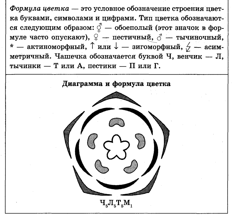 Семейство Розоцветные строение цветка и плода