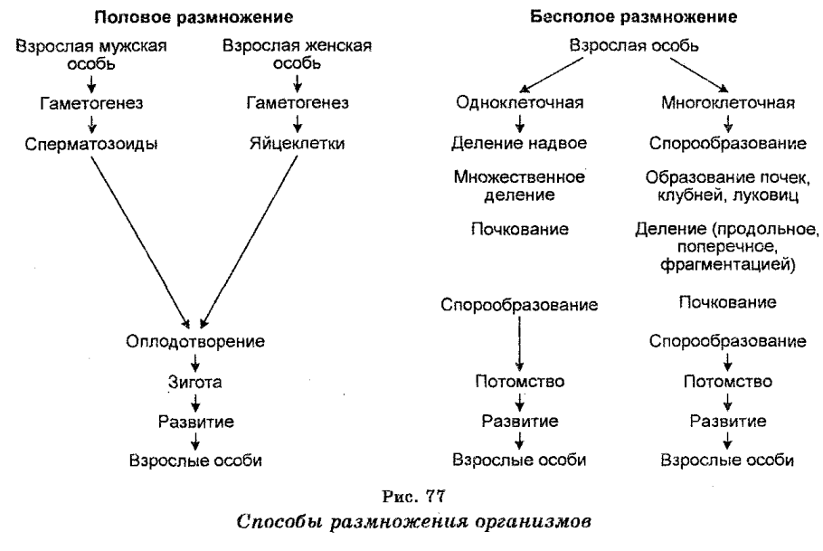 Вегетативное размножение видоизмененными побегами