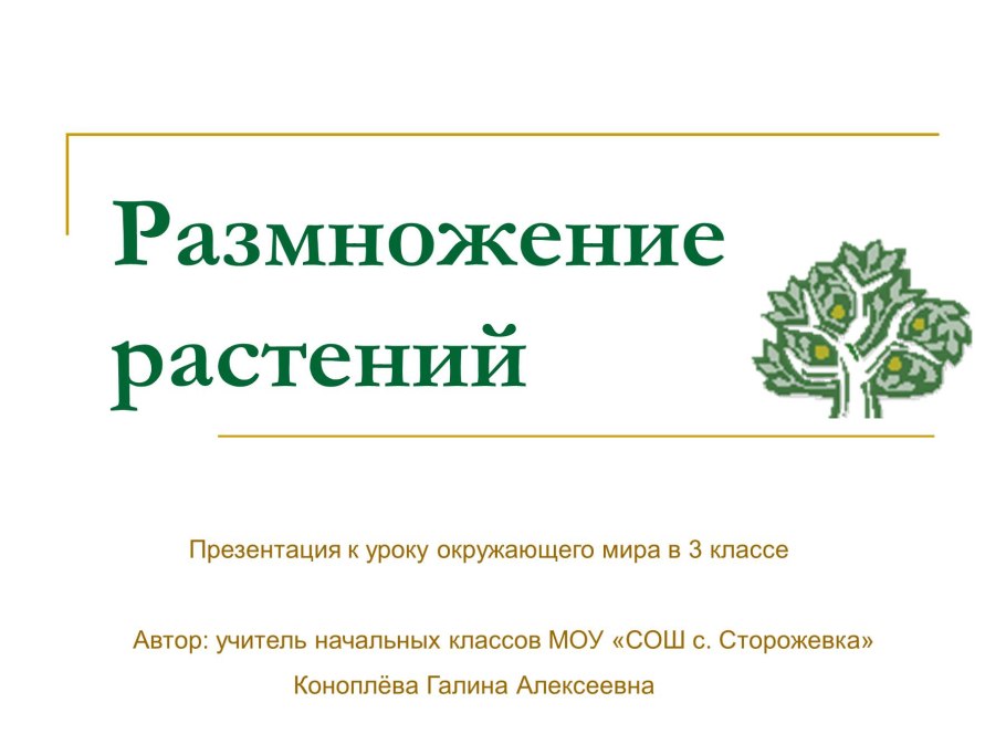 Плоды покрытосеменных растений