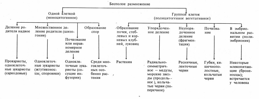 Вегетативное размножение