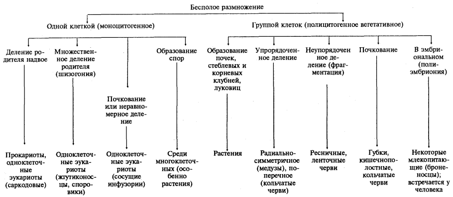 Семенное размножение цветочных культур