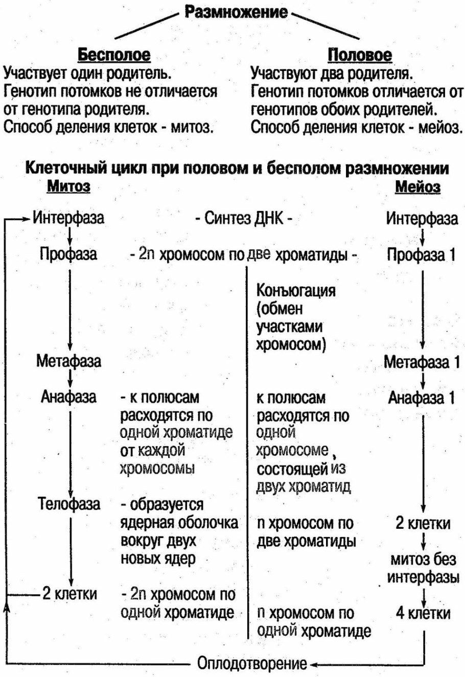 Черенкование растений