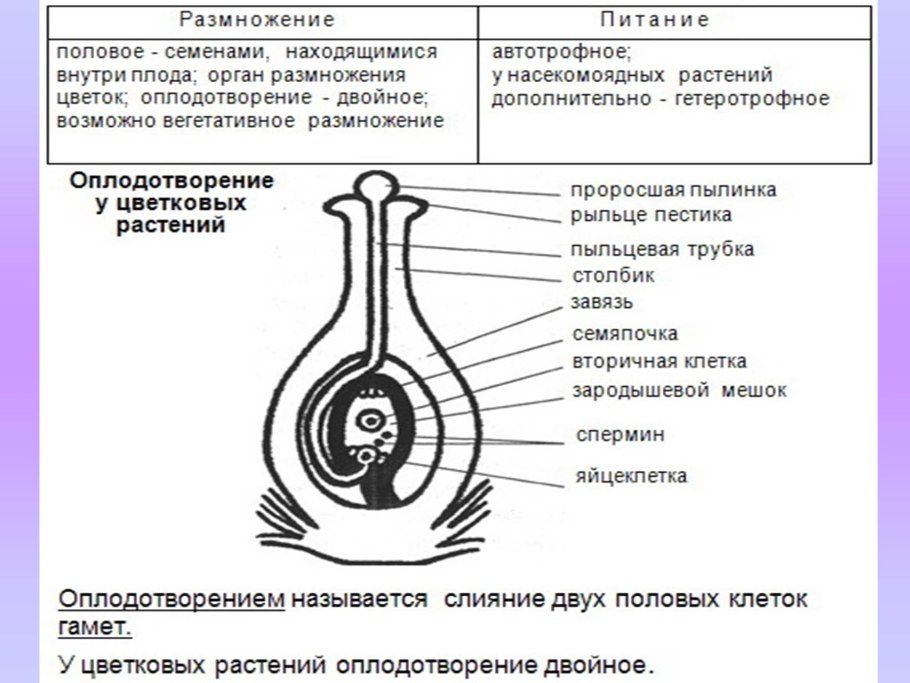 Полное и неполное размножение насекомых