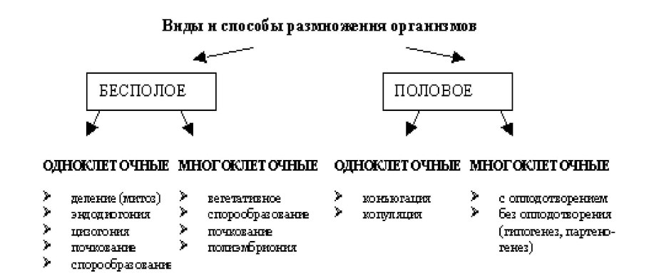 Формы вегетативного размножения таблица