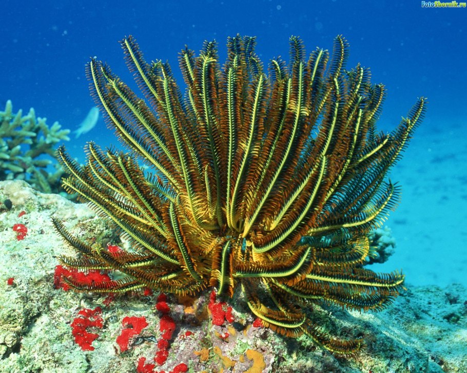 Актинии Барьерный риф