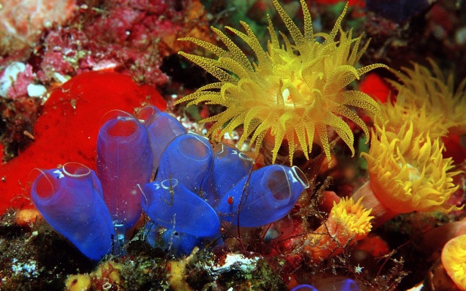 Гигантская Тихоокеанская бурая водоросль