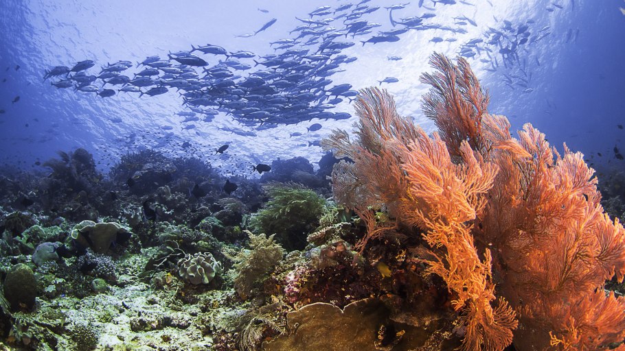 Актинии и морские лилии