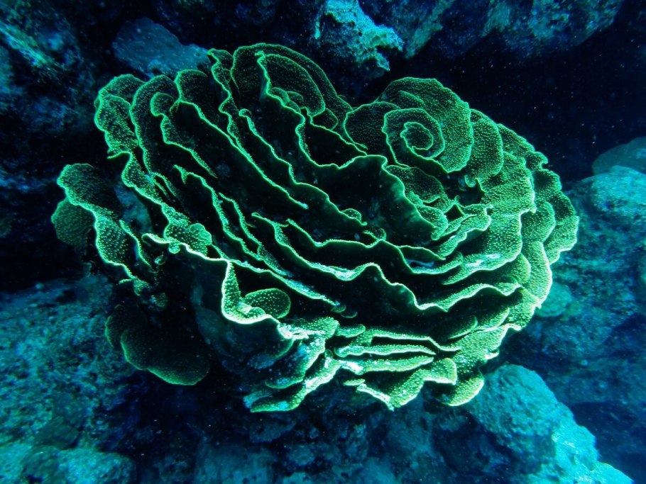 Водоросли келп ламинариевые