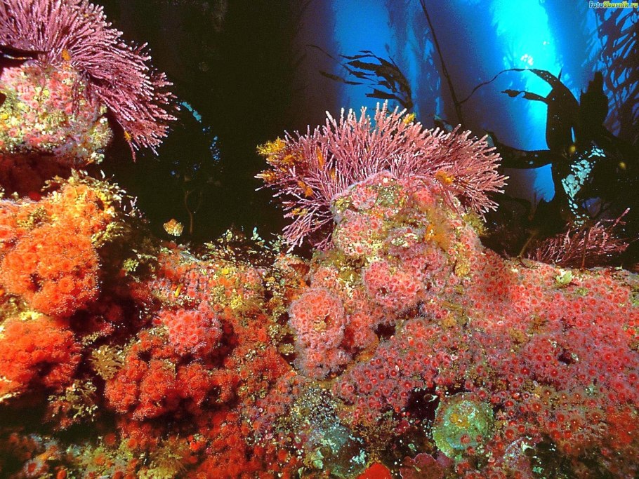 Кораллы бентос