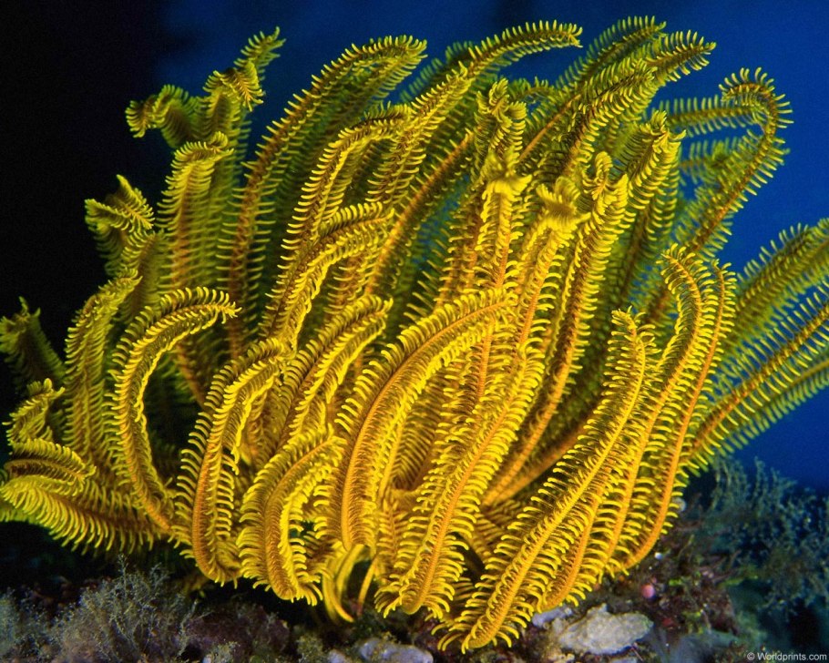 Рифы Карибского моря