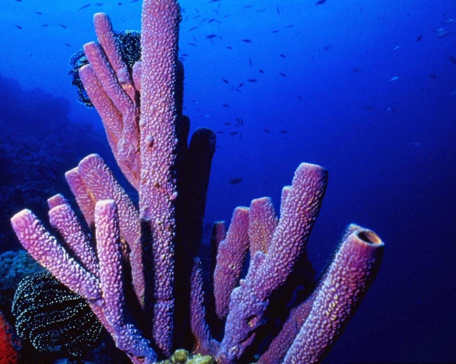 Подводный мир растения