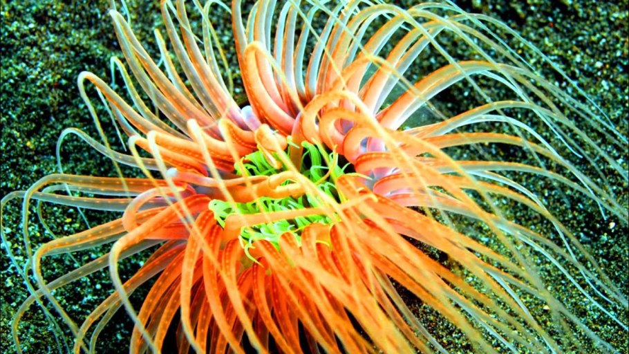 Морская Лилия бесстебельчатая