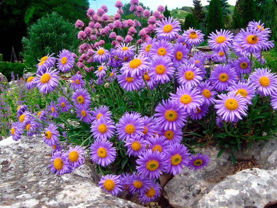 Эригерон мелколепестник