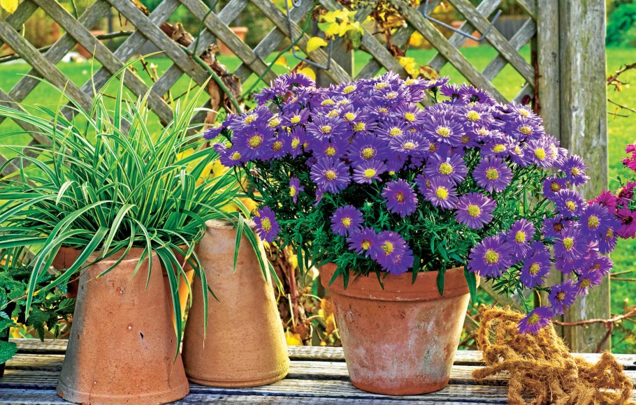 Эригерон Альпийский