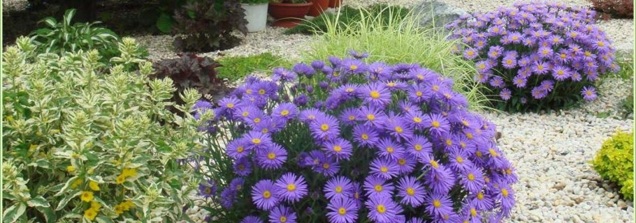 Астра кустарниковая Блау лагуне