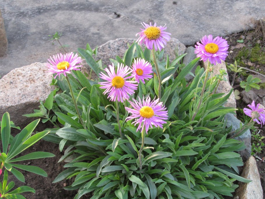 Астра китайская многолетняя