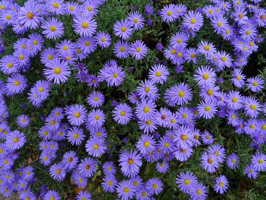 Астра Aster dumosus Rosenwichtel