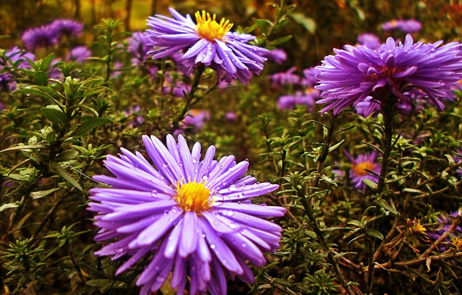 Астра Альпийская многолетняя
