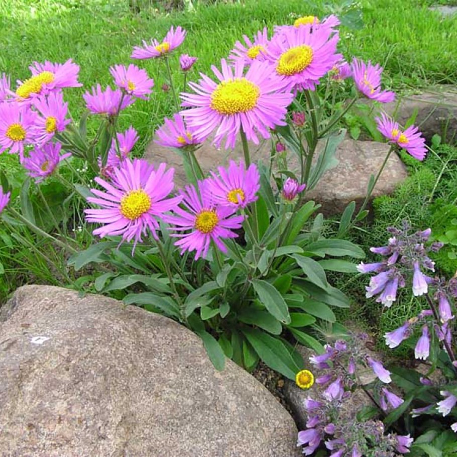 Астра Альпийская (Aster Alpinus)