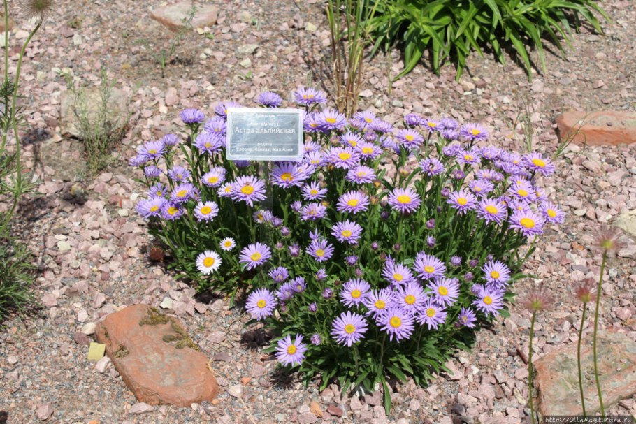 Астра Альпийская (Aster Alpinus)
