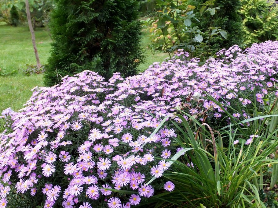 Астра кустарниковая Кассель