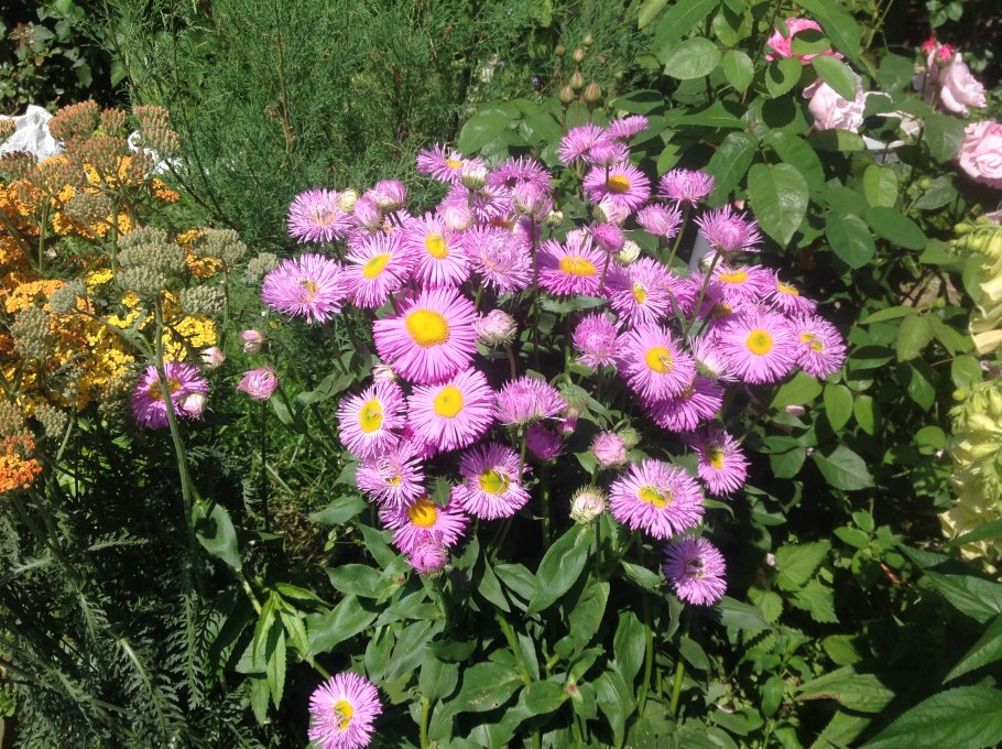 Астра Альпийская Альпинус