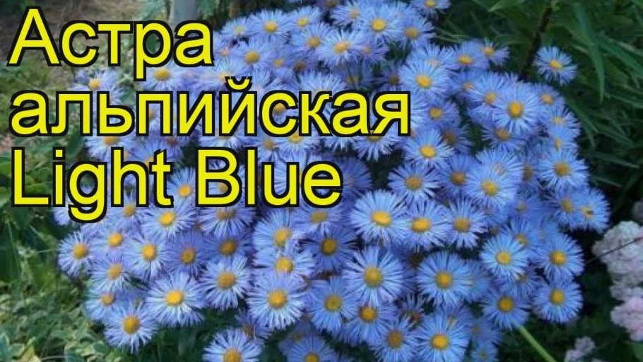 Астра Альпийская низкорослая