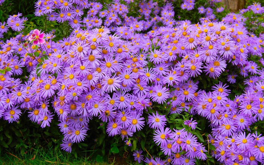 Эригерон розовое сокровище