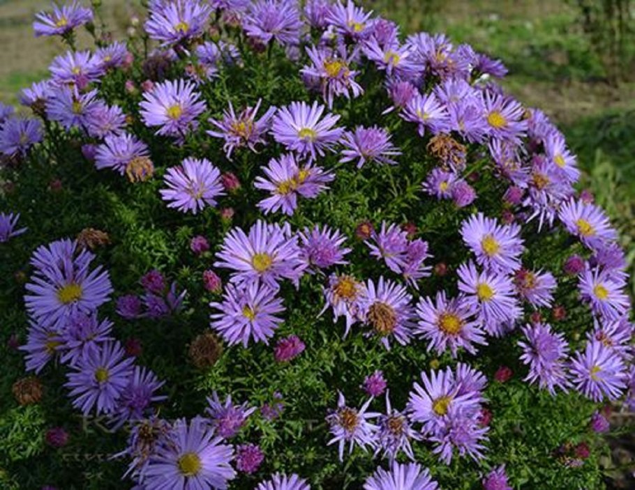 Астра Альпийская (Aster Alpinus)