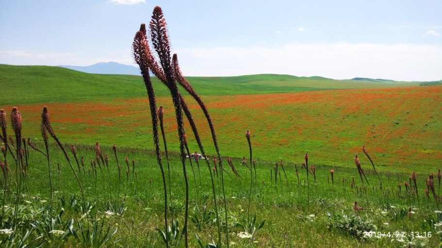 Шафран алатавский