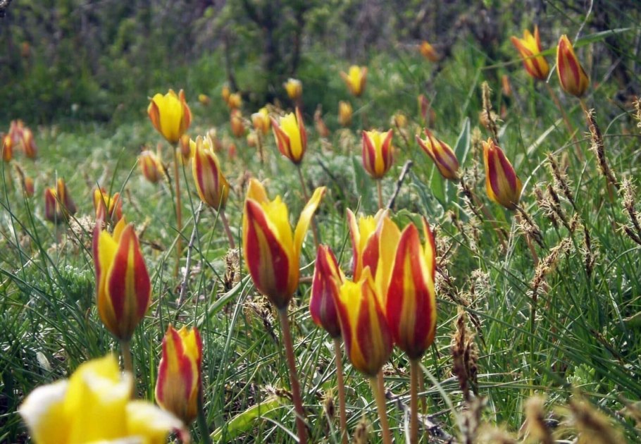 Маки в степи Казахстана
