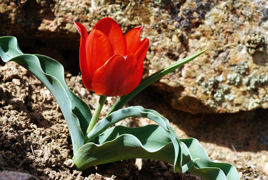 Тюльпан регеля в Казахстане