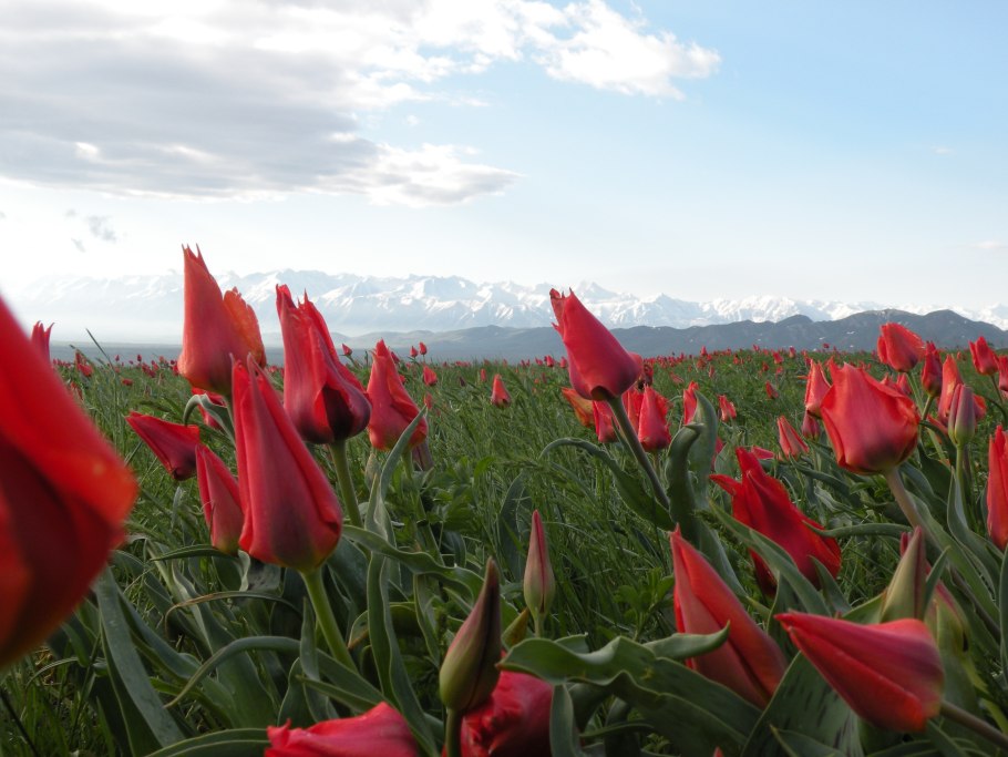 Растение прострел раскрытый