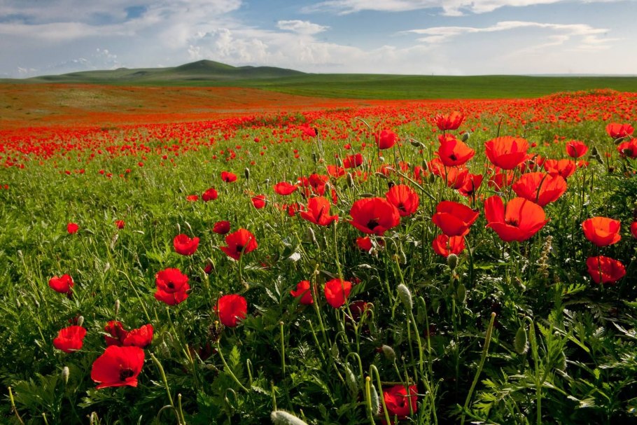 Растения степи названия