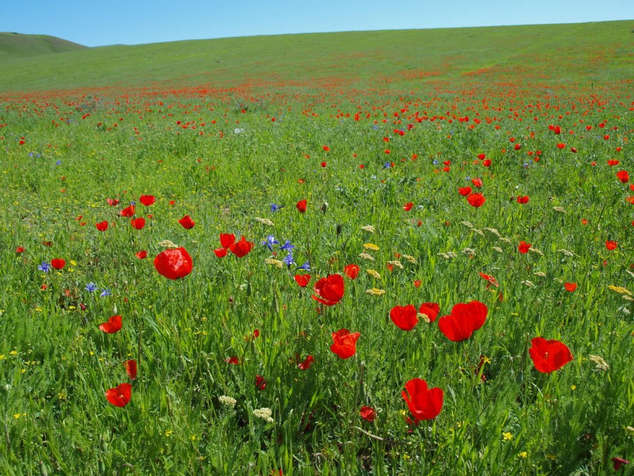 Тюльпан Шренка