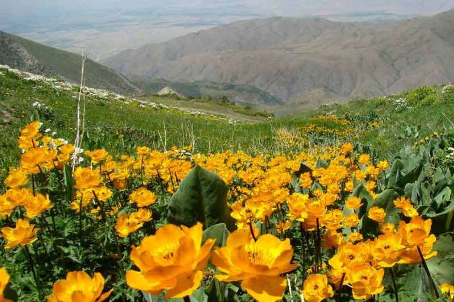 Подснежники прострел Уральский