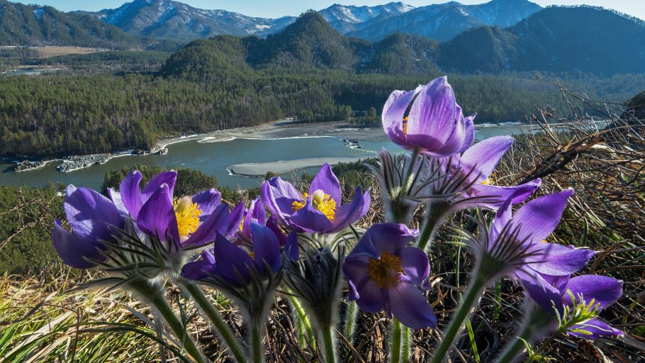 Джузгун растение пустыни