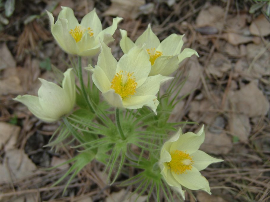 Тюльпан Шренка в степи