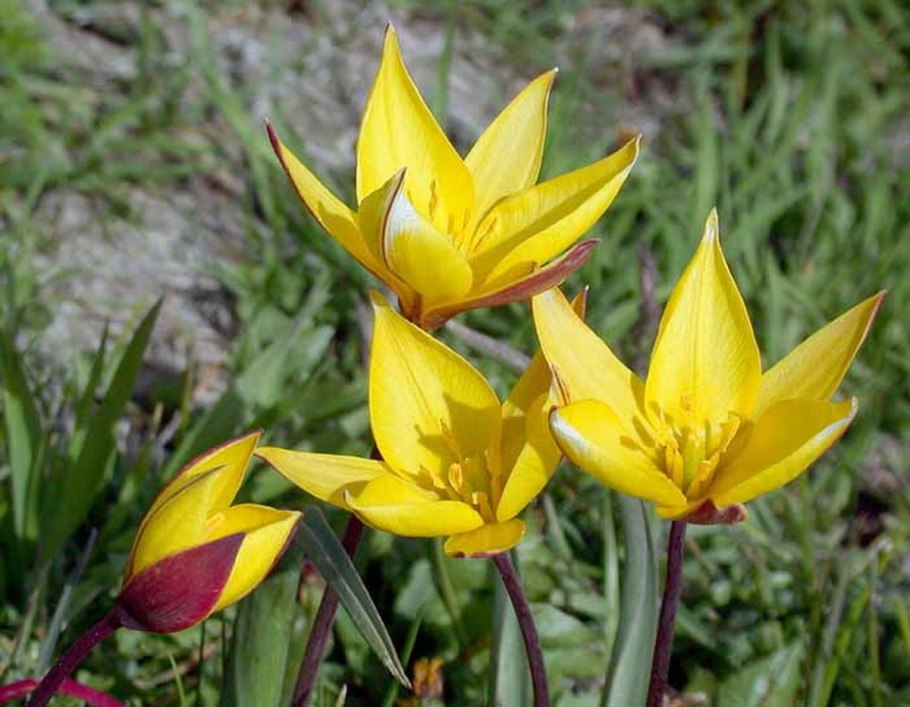 Тянь Шань Киргизия маки