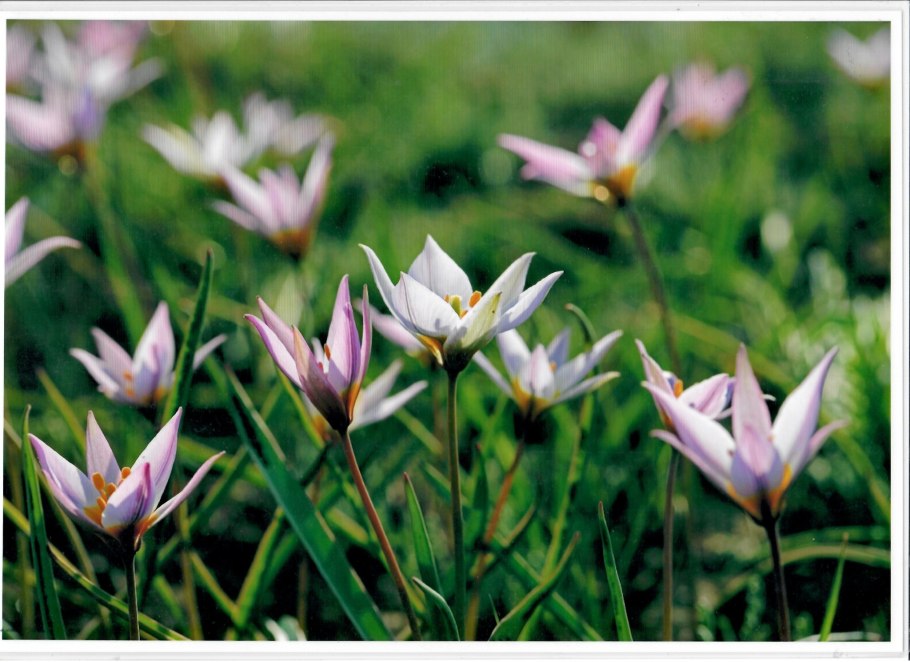 Подснежники в Киргизии