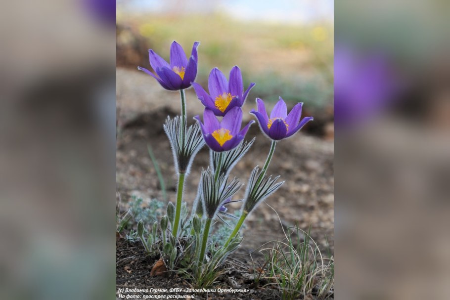 Горноколосник метельчатый