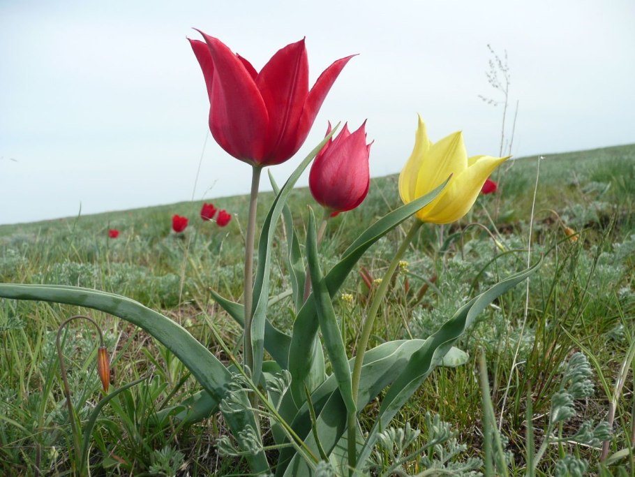 Степной тюльпан Грейга