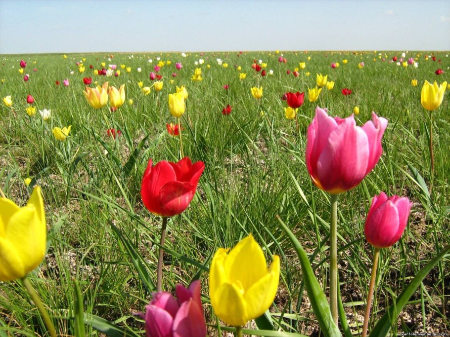 Оренбургский заповедник тюльпан Шренка