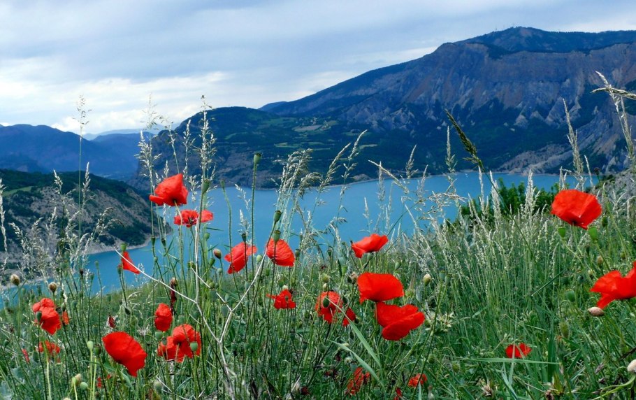Тюльпан Шренка Астраханская область