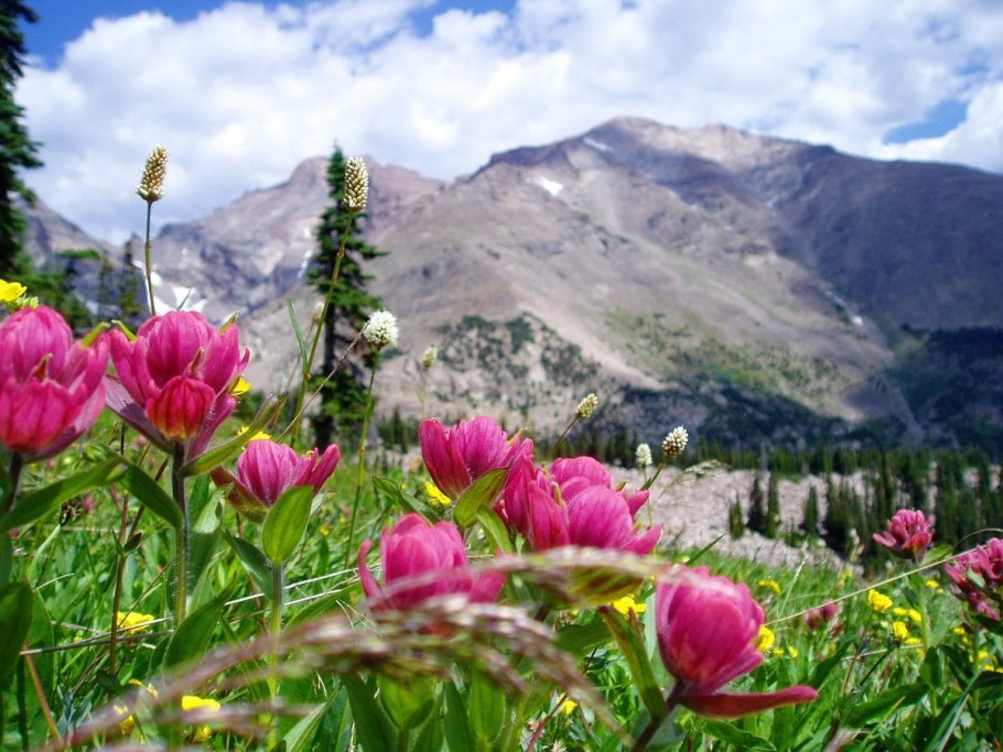 Прострел желтеющий (Сибирский Подснежник)