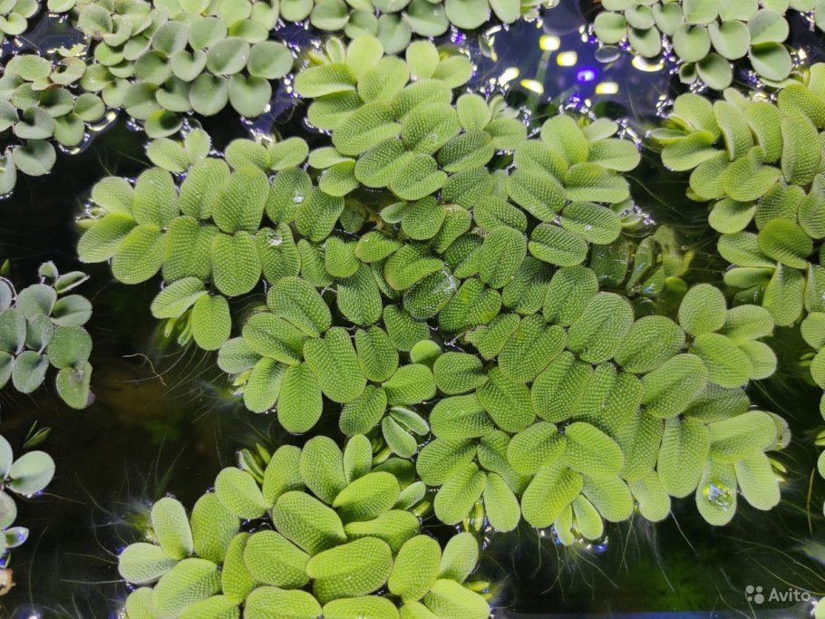 Папоротник Salvinia Natans