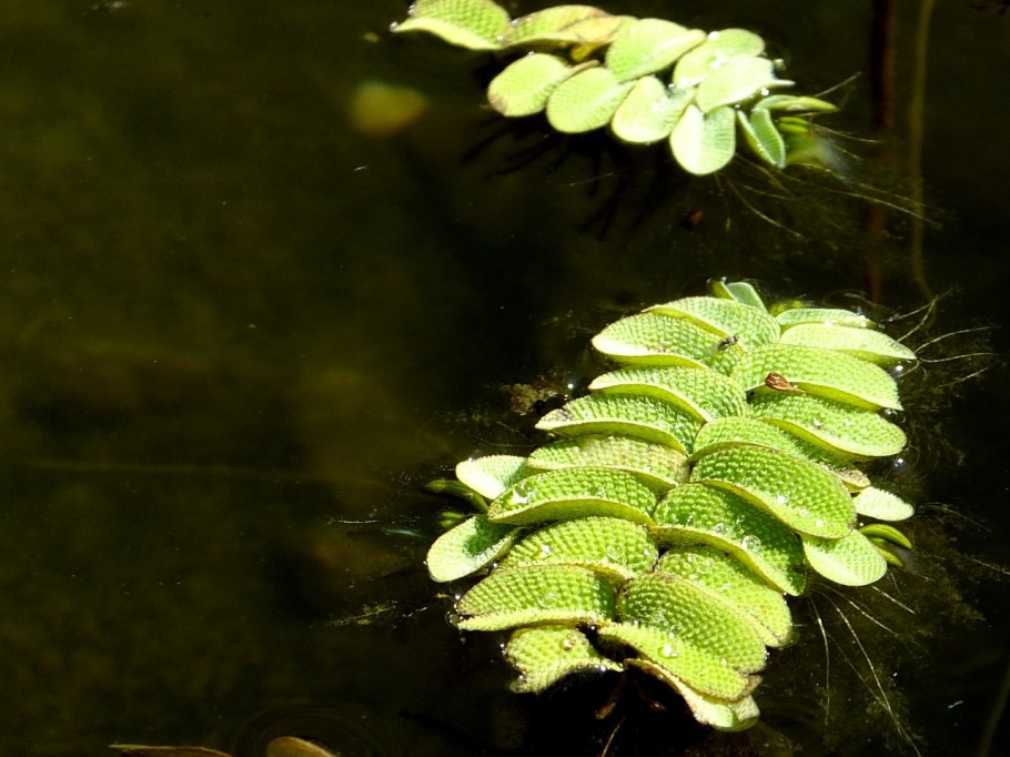 Клубни Salvinia Natans