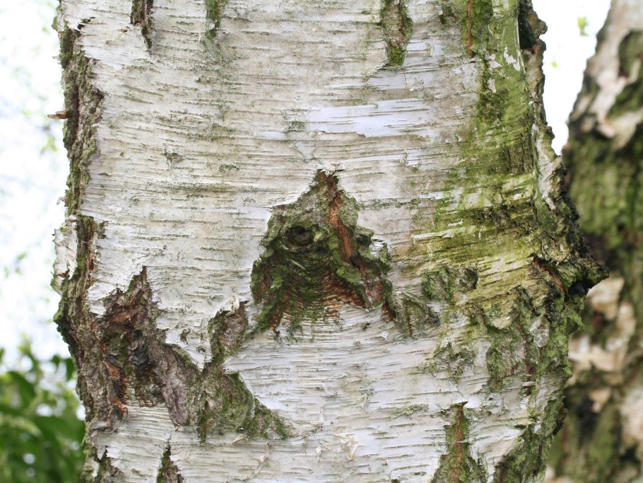 Береза повислая ствол