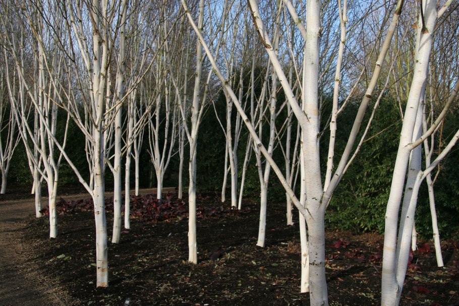 Береза карельская - Betula pendula var. Carelica